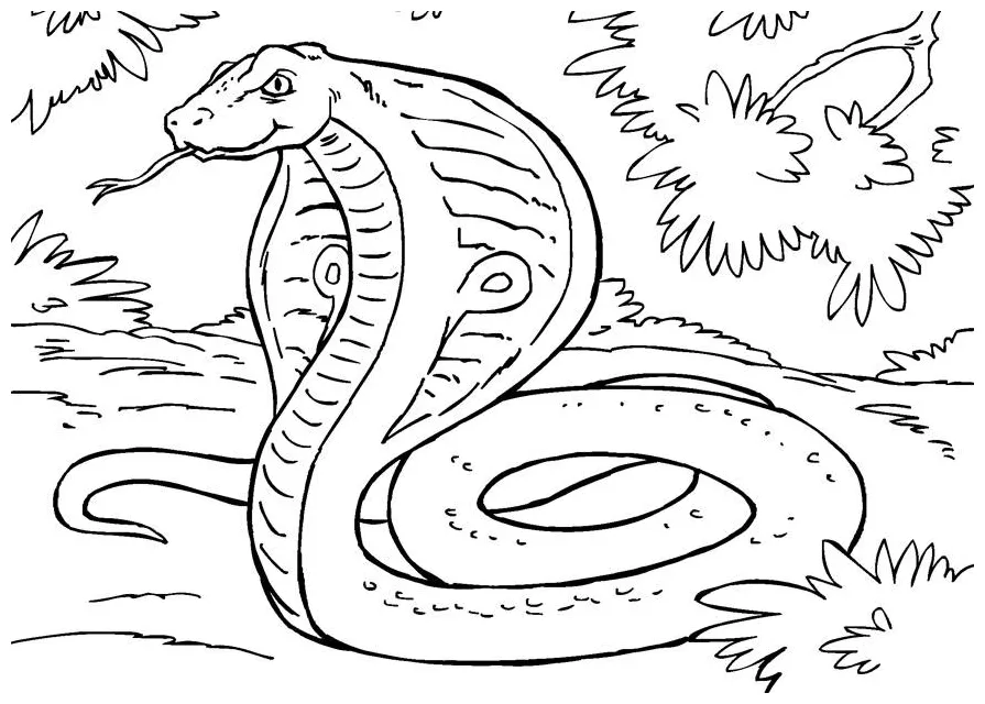 Coloring Page snake - cobra - Free printables - Img 27866
