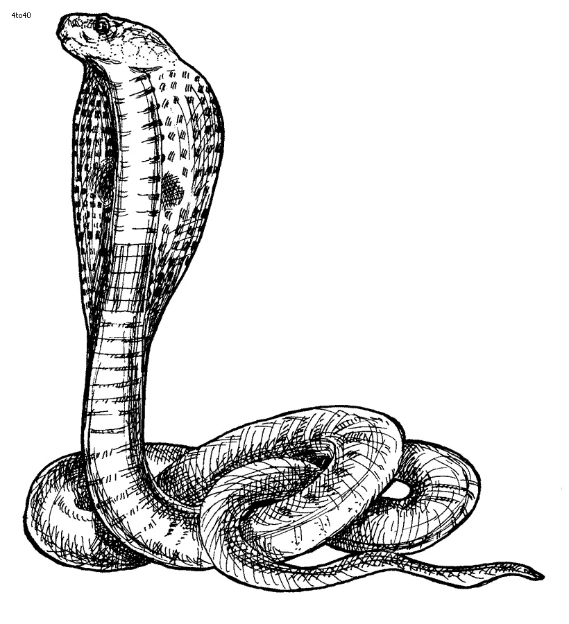 King cobra snake coloring pages download and print for free