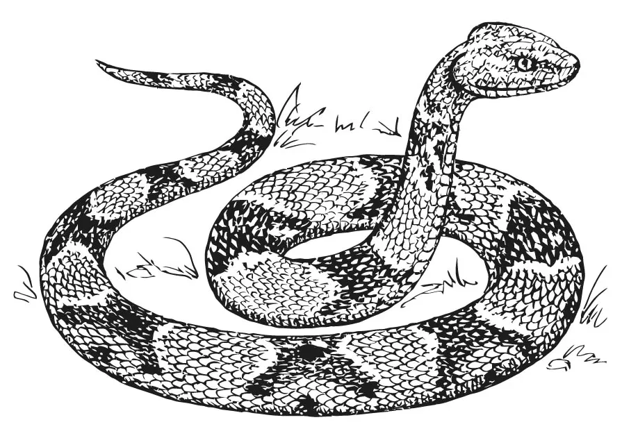 King cobra snake coloring pages download and print for free