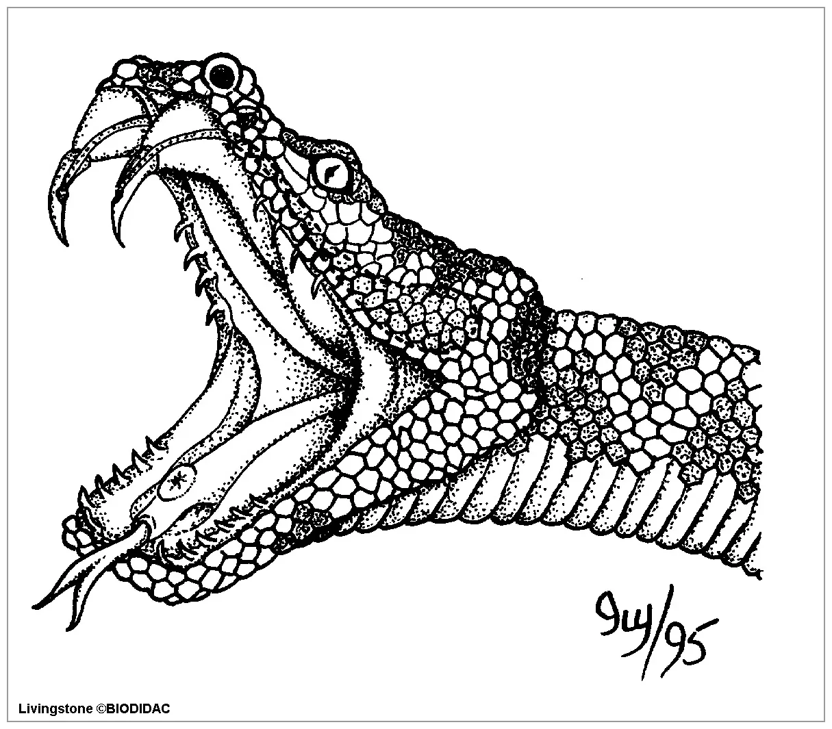 Cobra head coloring page coloringbay