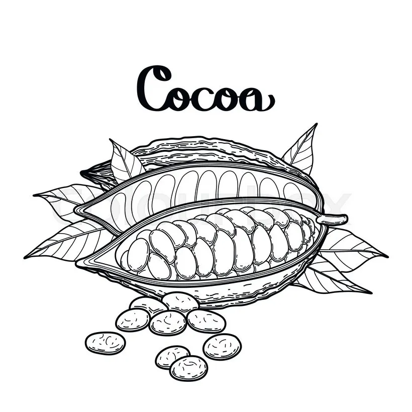 Cocoa Bean Coloring Page Coloring Pages