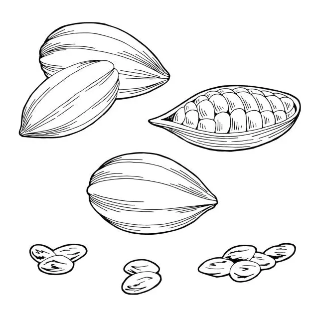 Best Cocoa Bean Illustrations, Royalty-Free Vector Graphics & Clip Art