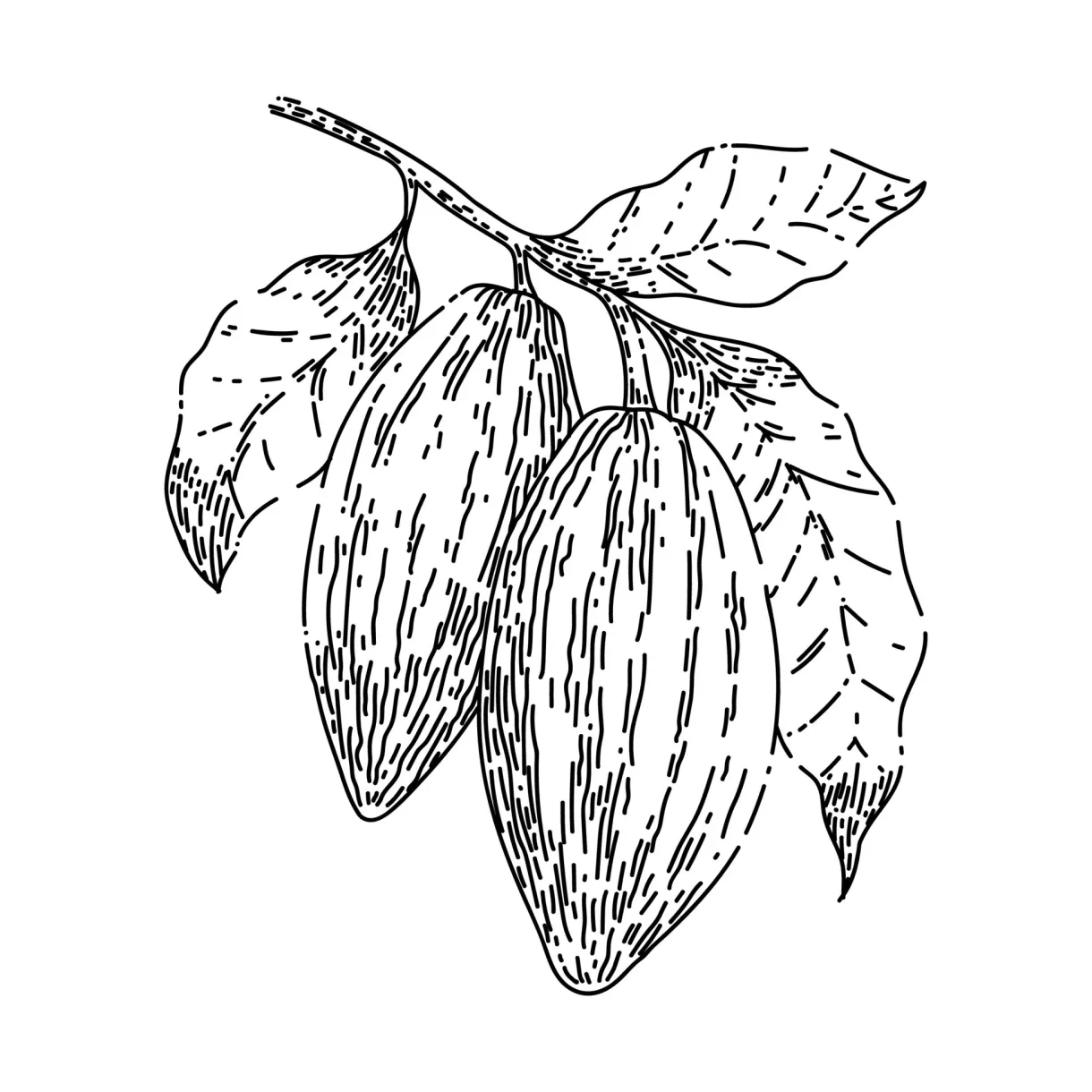 cocoa bean sketch hand drawn vector 17541917 Vector Art at Vecteezy