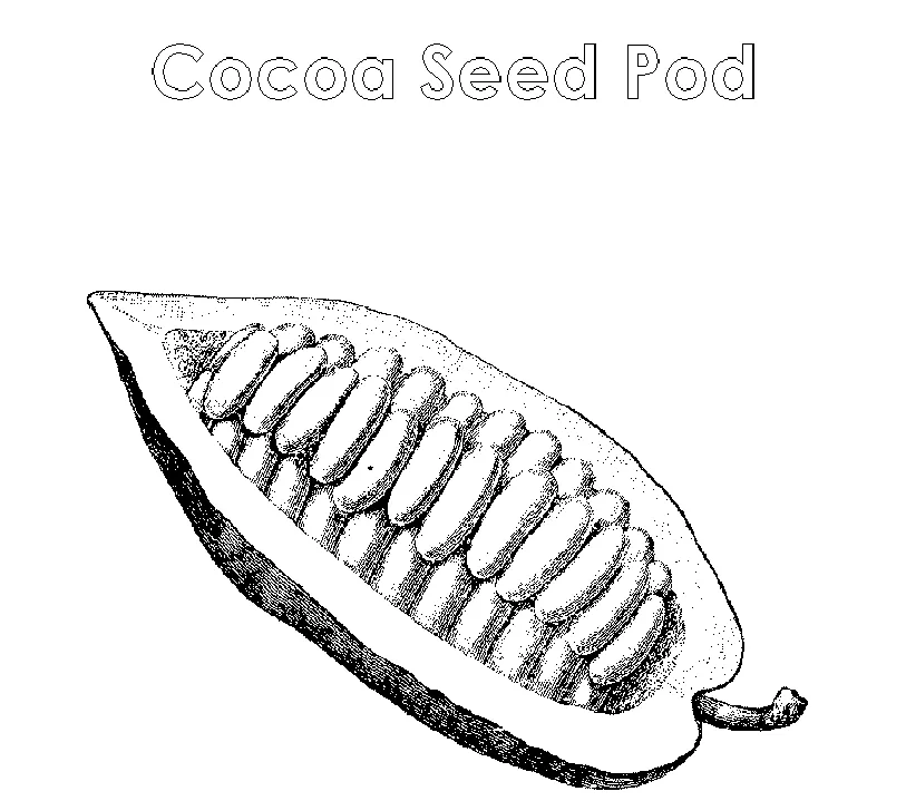 Cocoa Bean Coloring Page Coloring Pages