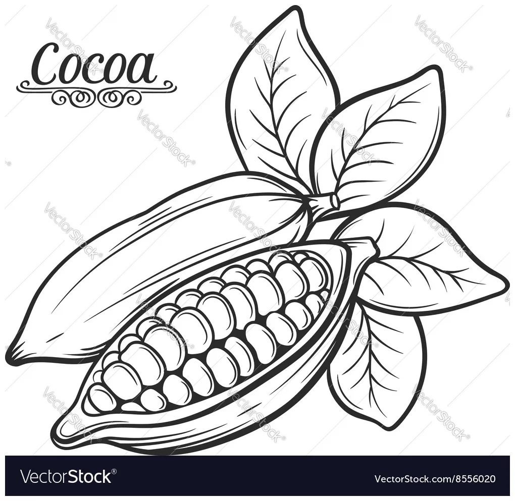 Hand drawn cocoa bean Royalty Free Vector Image
