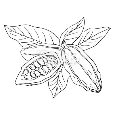 Cocoa Bean Coloring Page Coloring Pages