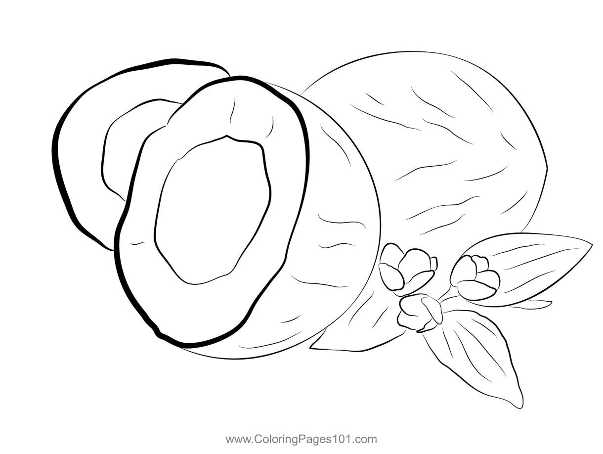 White Coconut Coloring Page for Kids - Free Coconut Printable Coloring