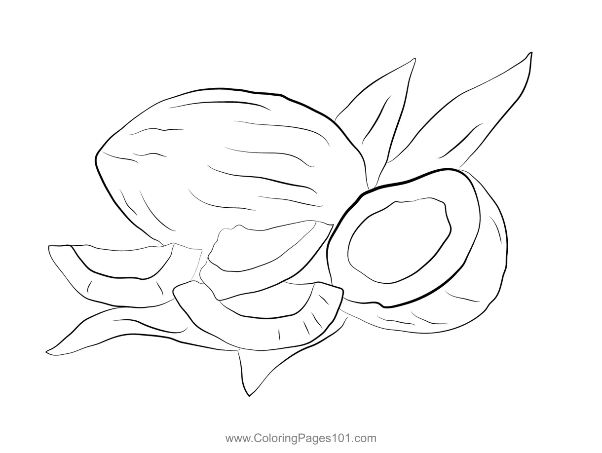 Opened Coconut Coloring Page for Kids - Free Coconut Printable Coloring