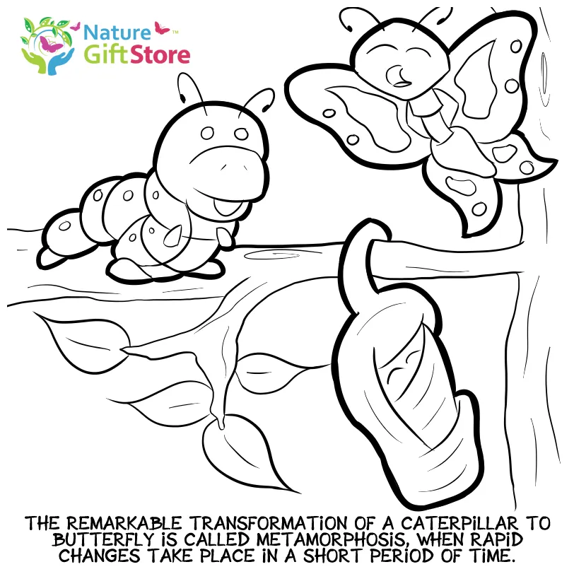 Cocoon coloring pages coloring home printable coloring page