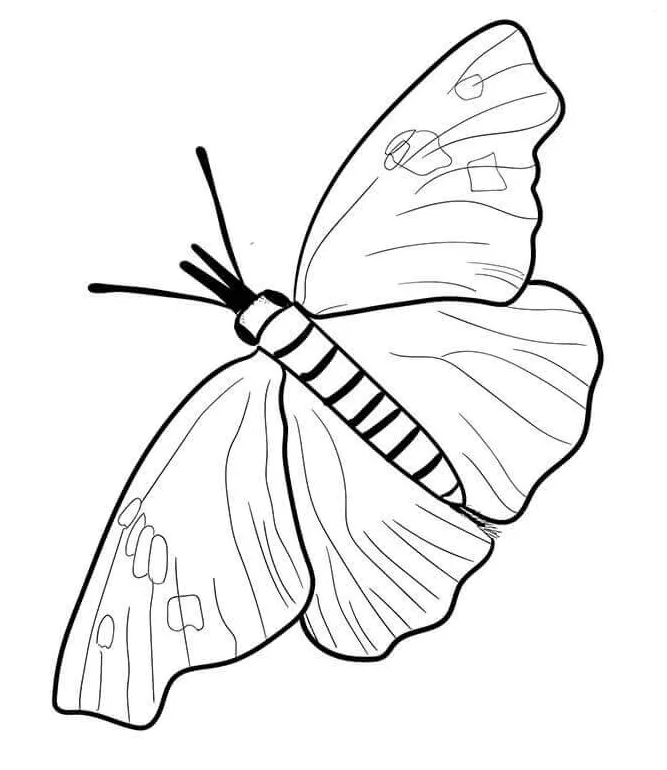 Cocoon coloring page at getcolorings free printable colorings