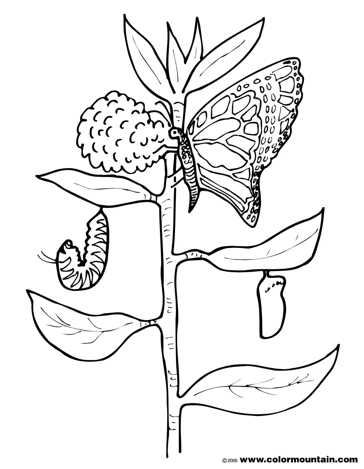 Cocoon coloring page at getcolorings free printable colorings
