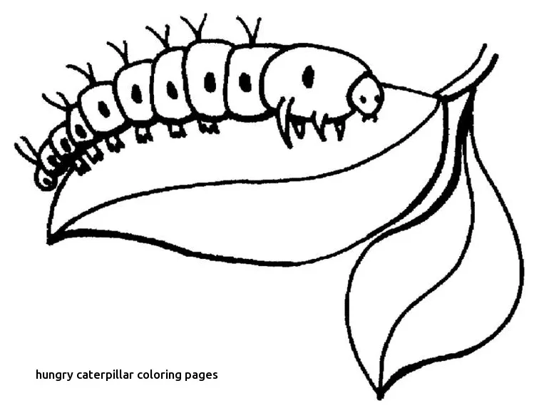 Cocoon coloring page at getcolorings free printable colorings
