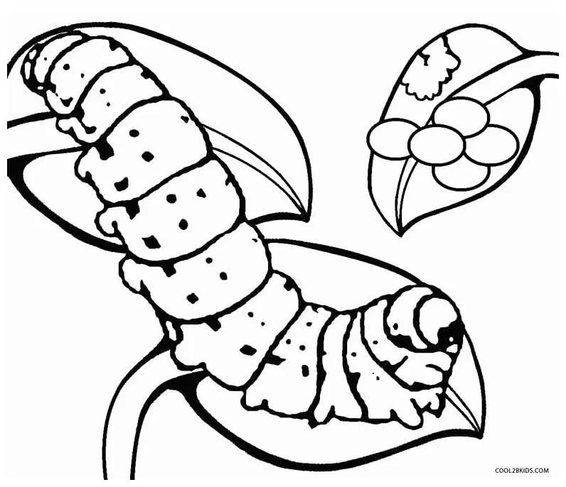 Cocoon coloring page at getcolorings free printable colorings