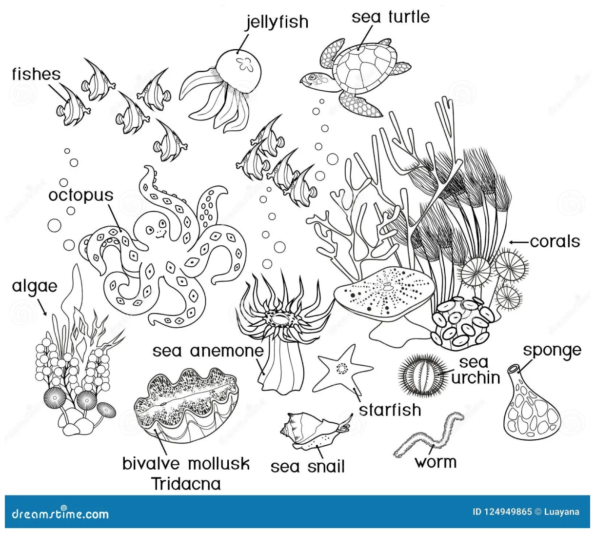 Coloring page. ecosystem of coral reef with different marine