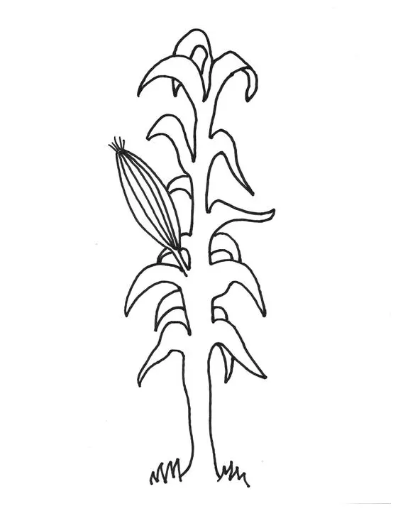 Corn Stalk Coloring Page - Coloring Home