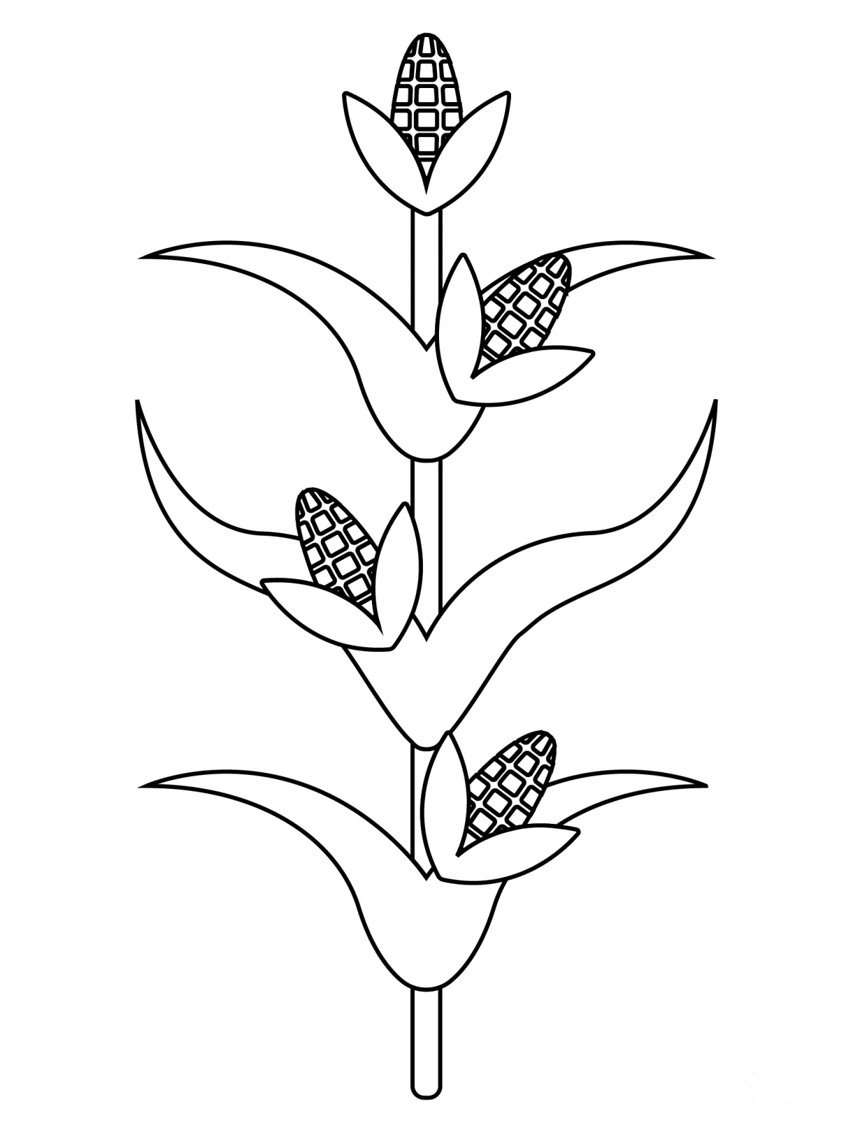 Corn Stalk coloring page - ColouringPages