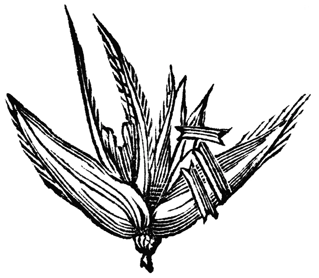 Free Corn Stalk Coloring Page, Download Free Corn Stalk Coloring Page