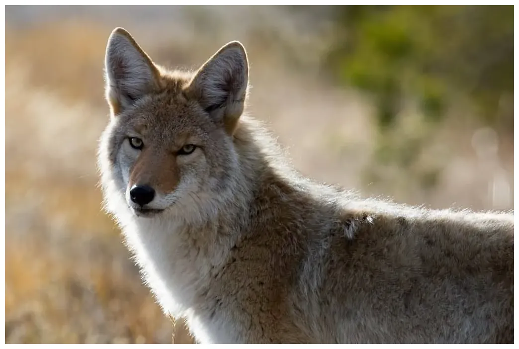 50 interesting coyote facts that you should know facts