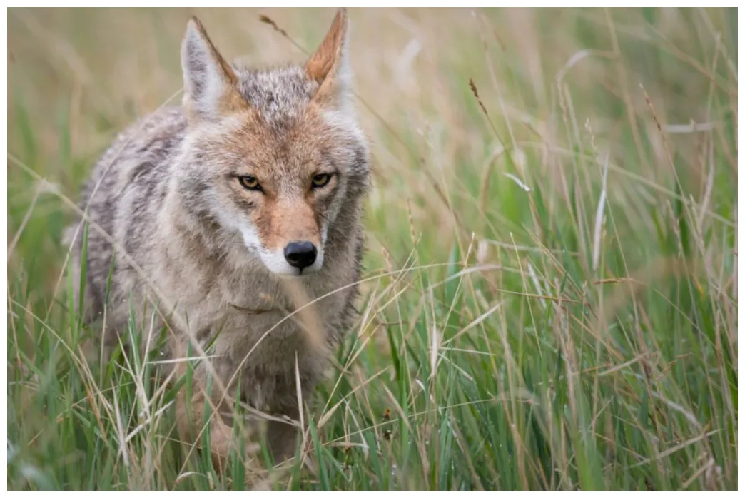 Facts to know about the unusual german shepherd coyote mix printable coloring page