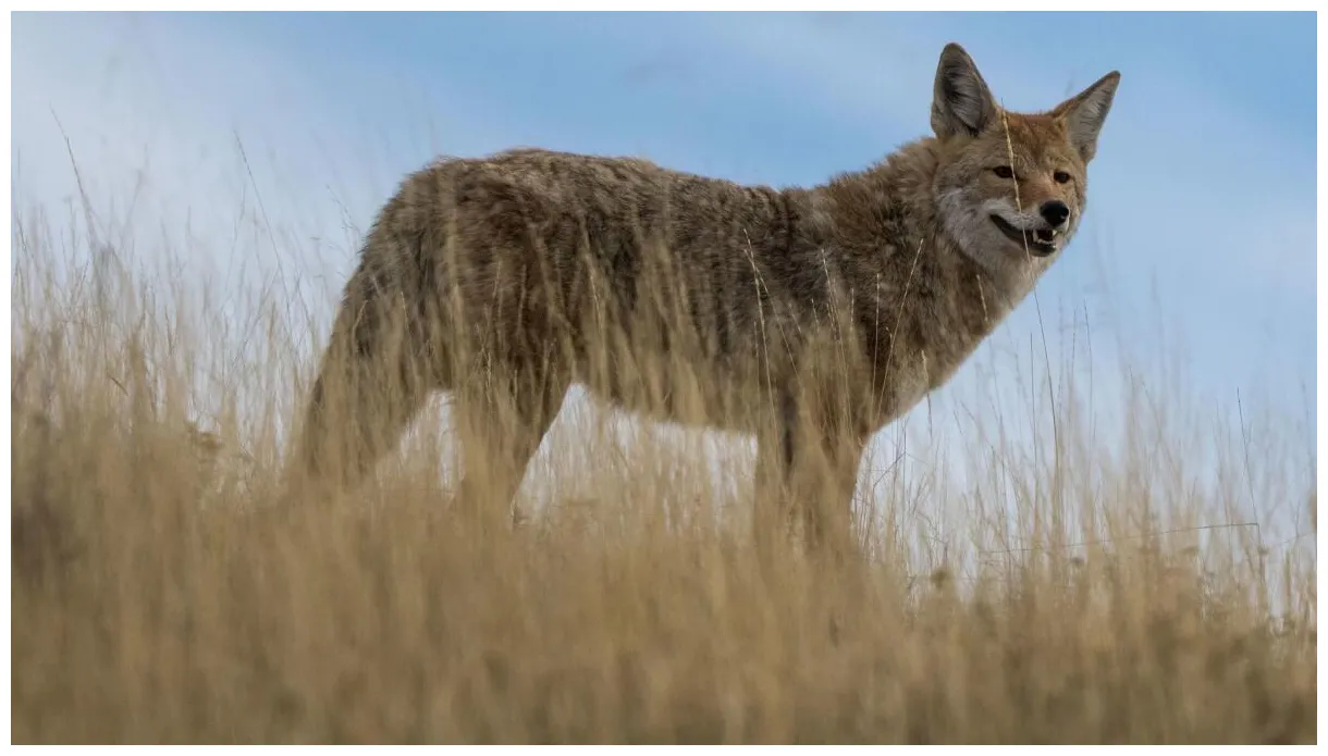 Long portrayed as a villain, the coyote is gaining a flicker of respect