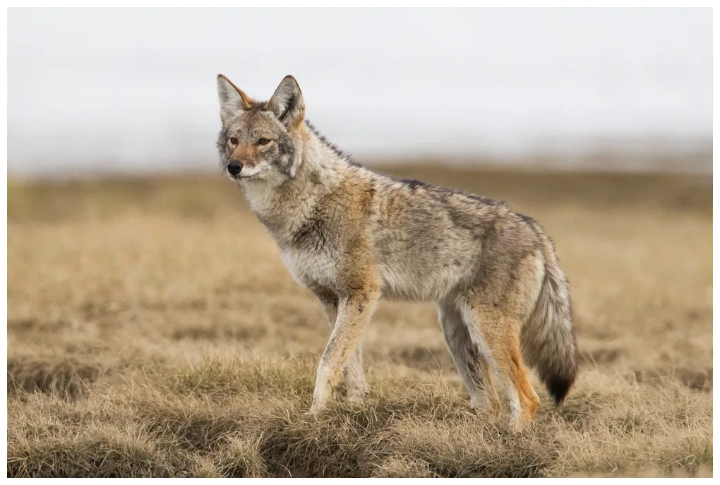 Why you should hunt coyotes and hunting guides to follow