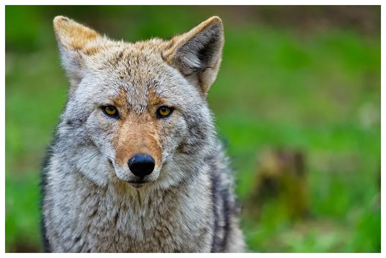 Upfront coyote crazy pacific sun marin county, california