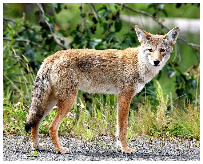 Coyote facts! always learning!