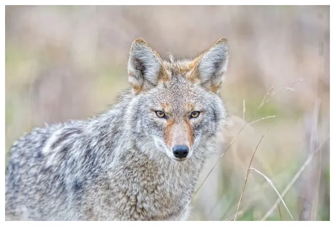 Coyote fiche descriptive complète avec s instinct animal