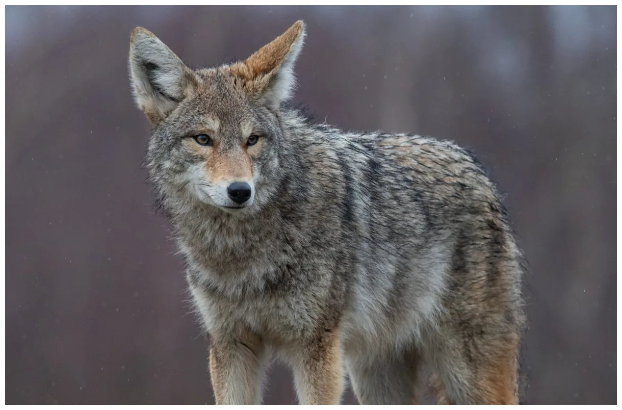 Coyote species animals happen wildlife control