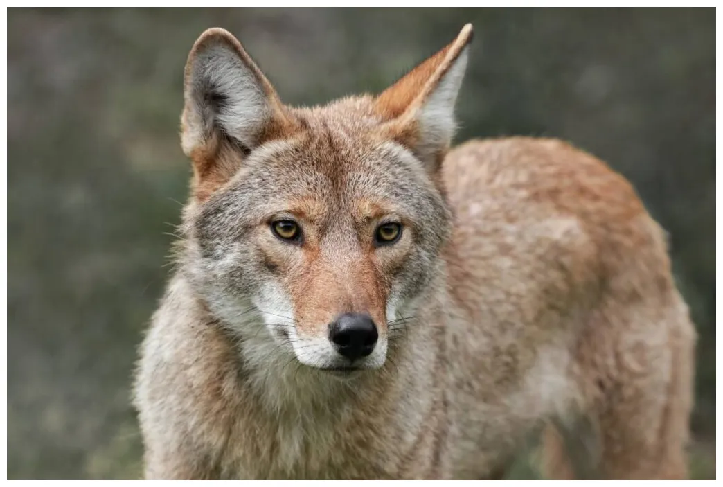 Coyote vs fox 11 key differences between them