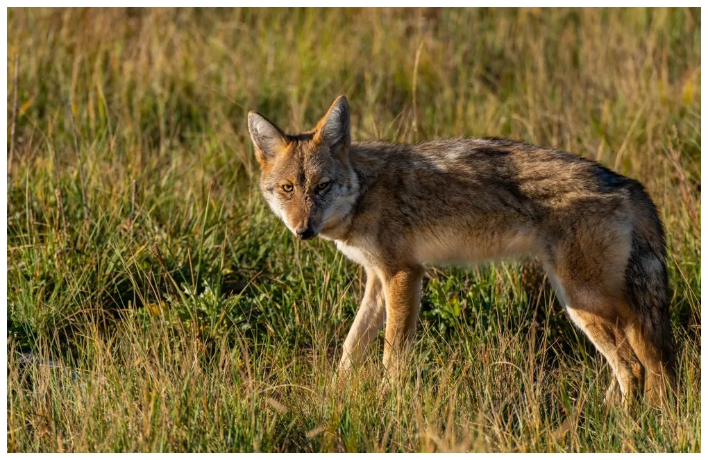 Why you should hunt coyotes and hunting guides to follow