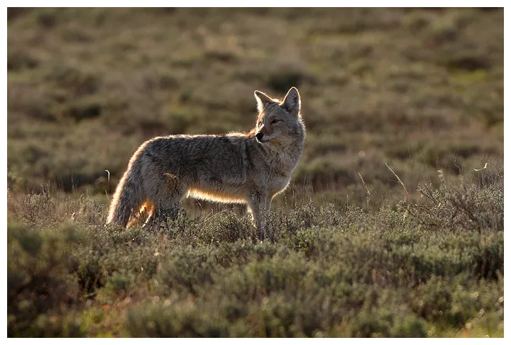 Sagebrush coyote coyote canis latrans grand teton national park