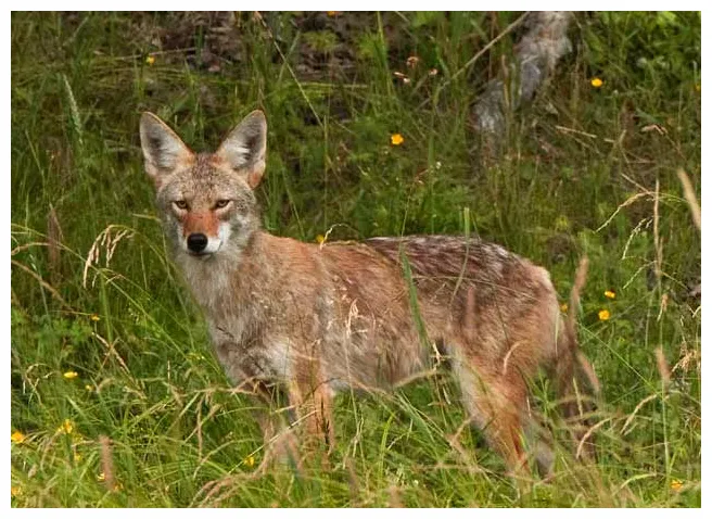 Coyotes