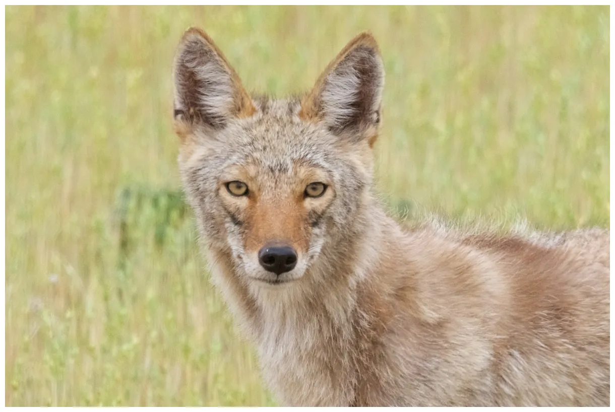 The coyote thread page 3 backcountry gallery graphy forums