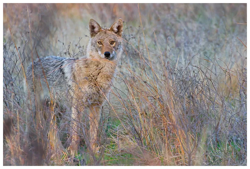 Coyote wmwr oklahoma steve creek