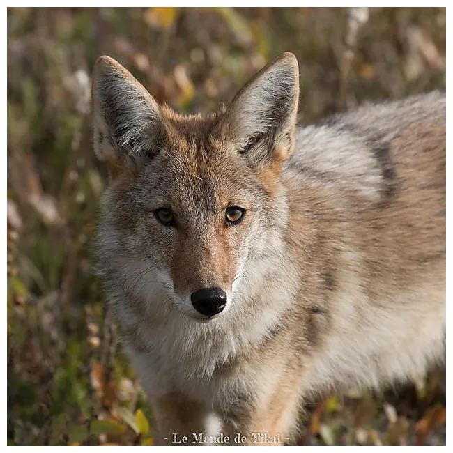 Coyote animaux yukon canada routard