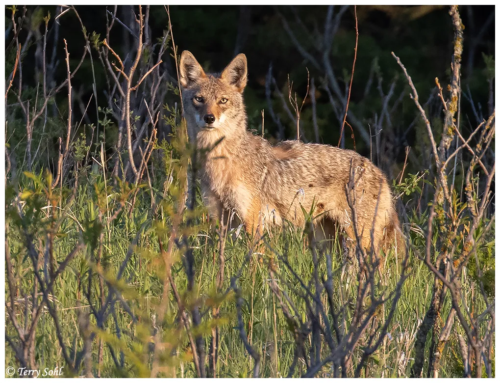 Coyote canis latrans s graphs pictures