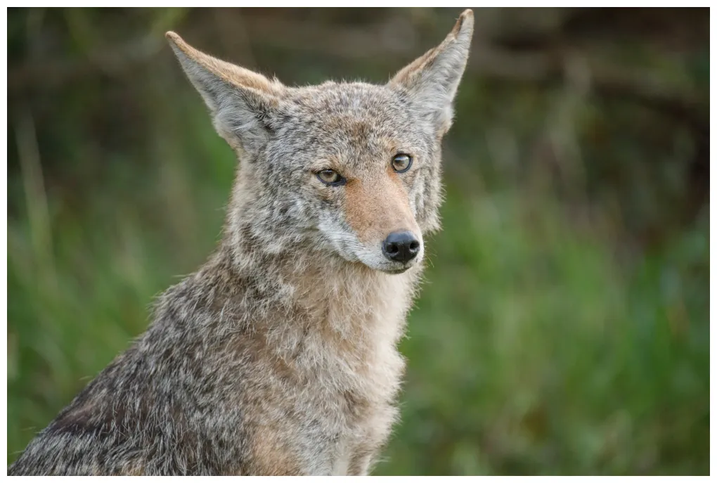 Coyote animal kingdom