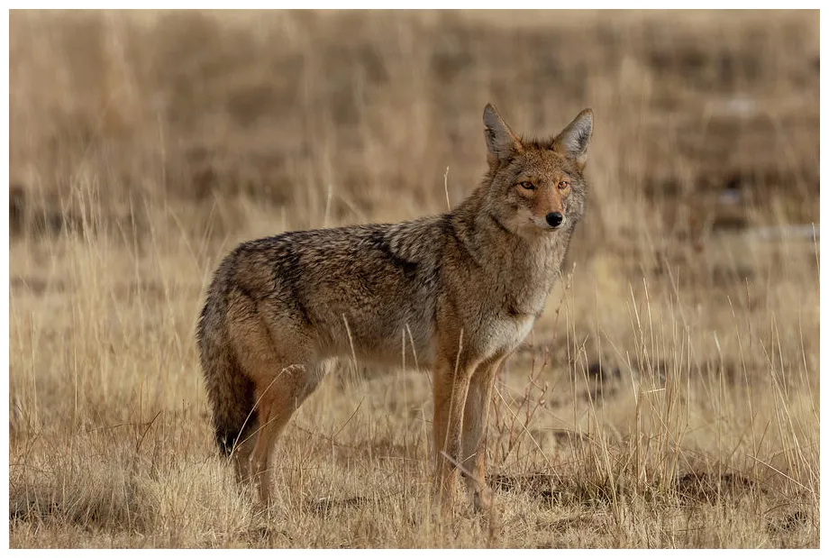 Coyote portrait graph by randy robbins pixels