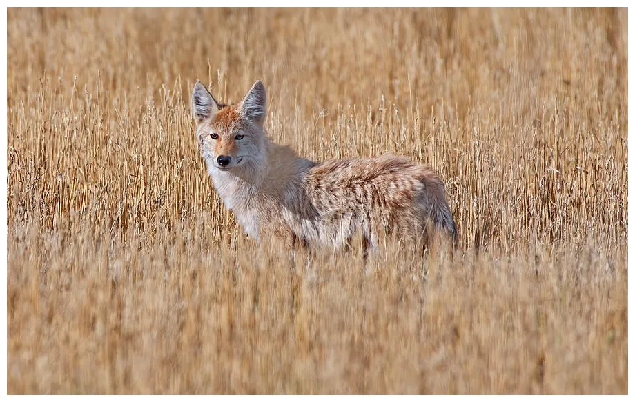 Coyote camo graph by crystal massop pixels