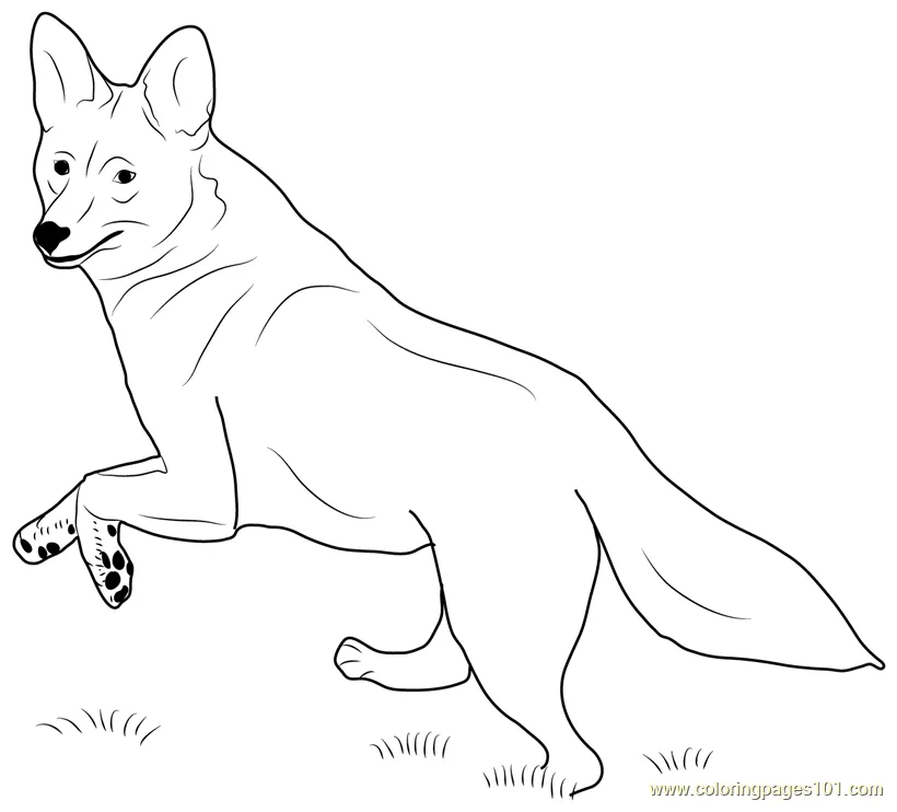 For kids free coyote printable coloring