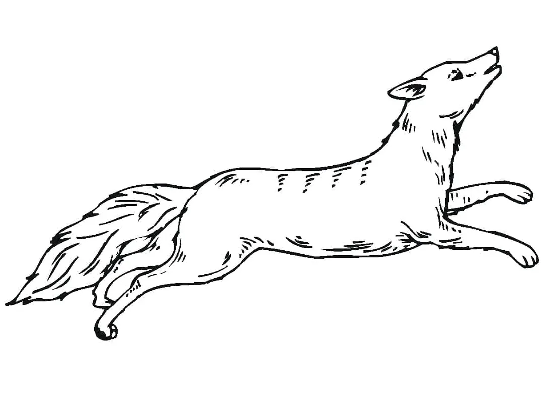 Running coyote coloring page download, print or color online for free