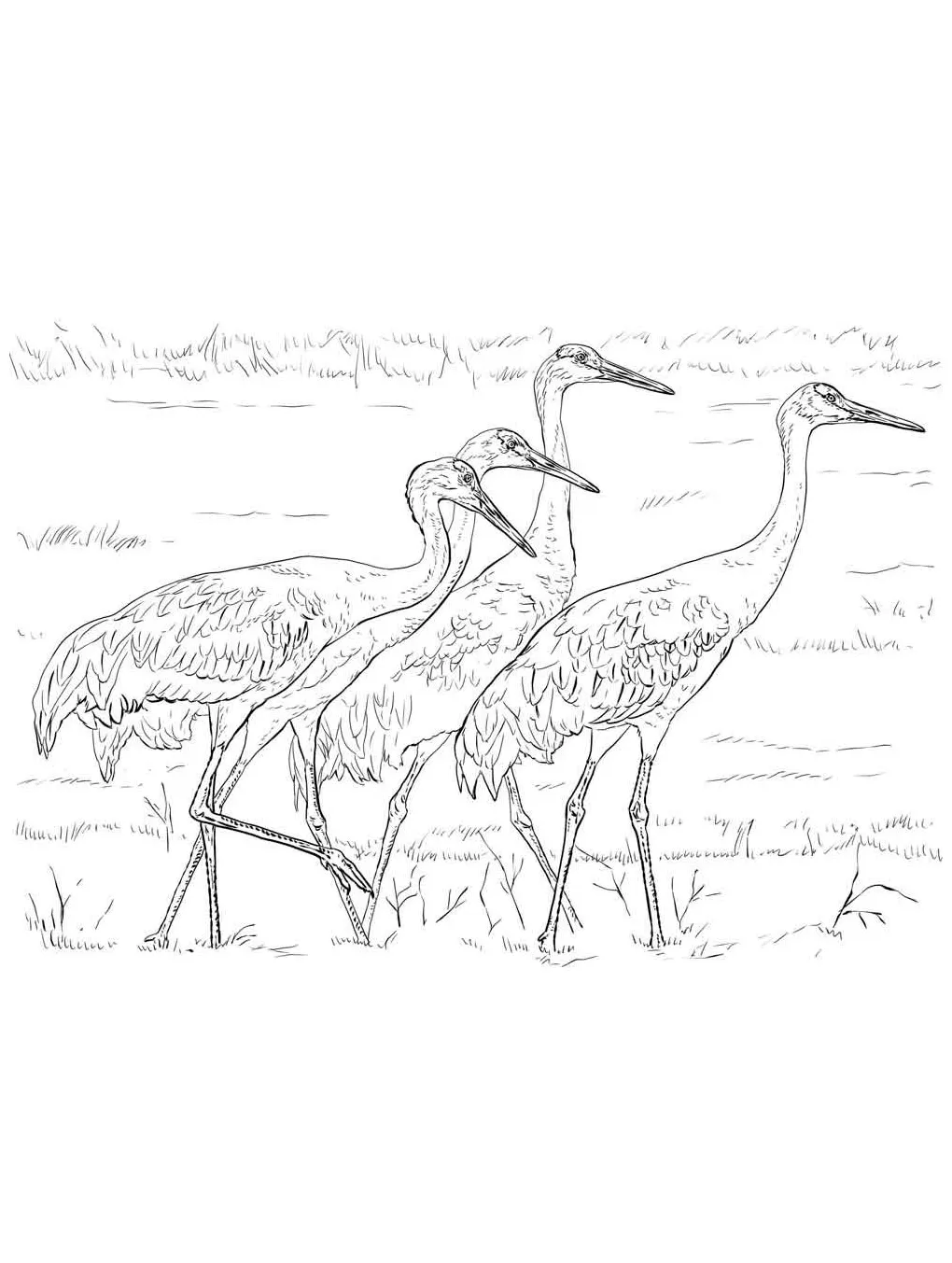 Crane coloring page