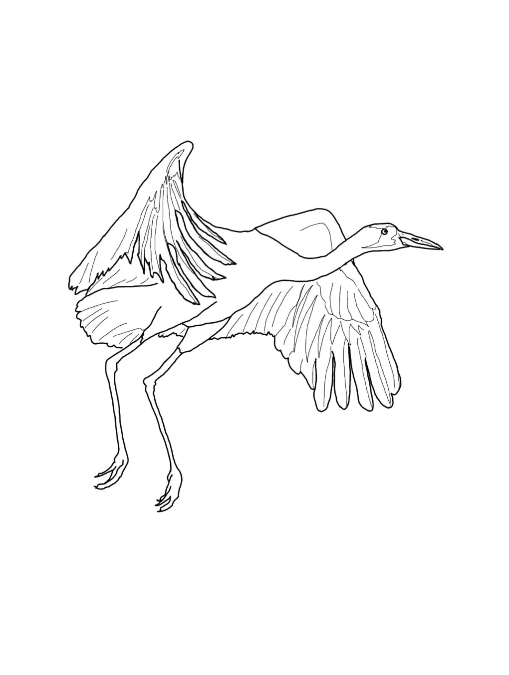 Crane coloring page printable coloring page