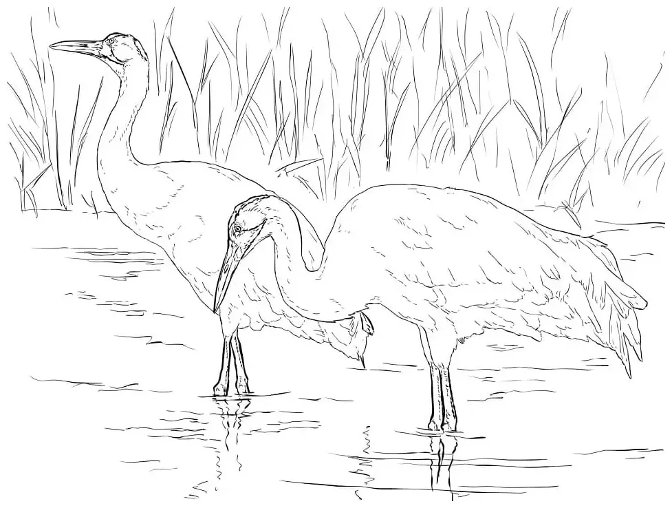 Free crane coloring page free printable coloring pages for kids