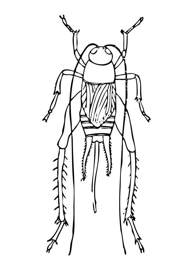 Coloring page cricket free printables img 28365