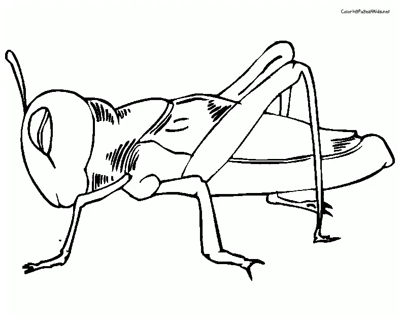 The very quiet cricket coloring pages coloring nation printable coloring page