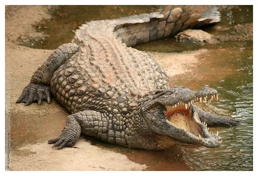 Crocodile junglekey.fr wiki