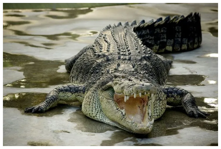 Crocodile captivation