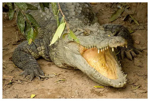 Crocodile feet s, pictures & royalty-free s istock